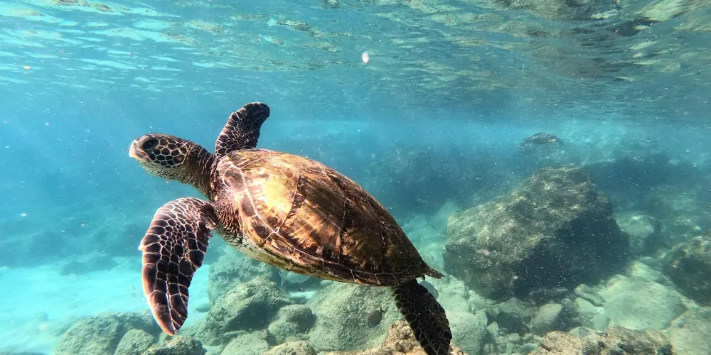 Underwater image of a loggerhead sea turtle swimming near rocky formations in clear blue water