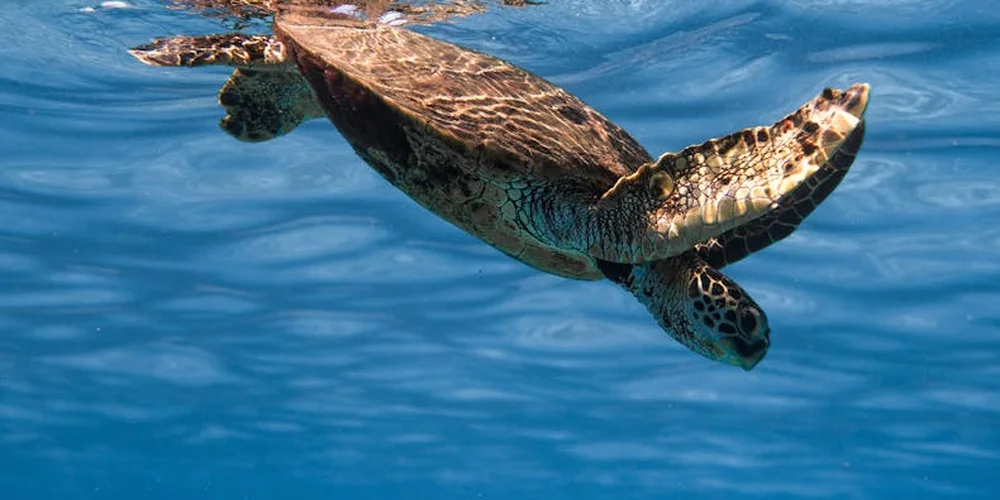 A loggerhead sea turtle swimming underwater
