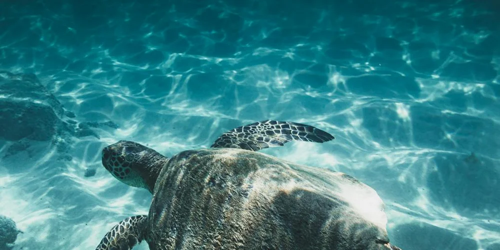 Loggerhead Sea Turtle Habitat and Species Guide