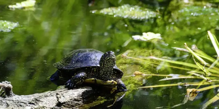 A small turtle on a rock beside a pond with green aquatic plants, illustrating a monthly health check.