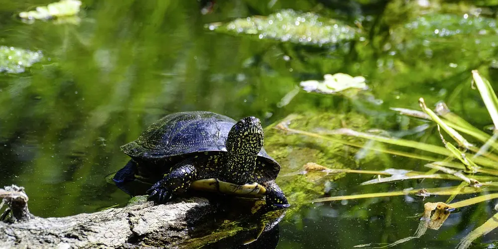 Monthly Turtle Health Check: What to Look For and When to See a Vet