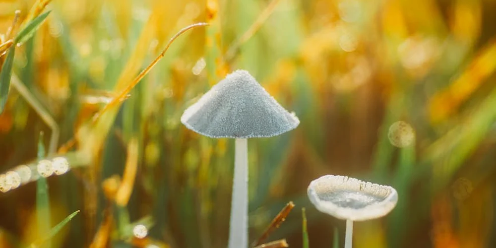 A small white mushroom with a slender stem growing among sunlit grass in a natural setting.