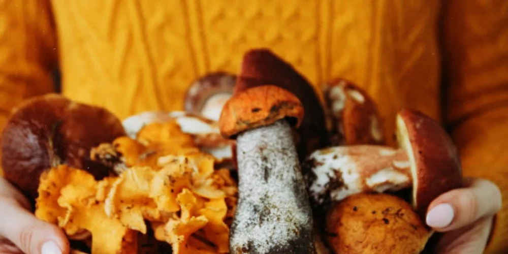 A pair of hands hold a variety of mushrooms on a wooden surface, with an orange-toned background.