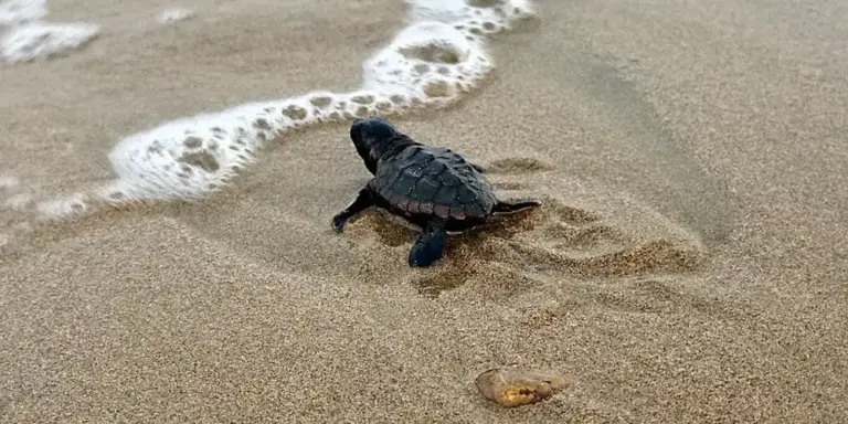 A baby sea turtle crawls across wet sand toward the ocean with gentle waves nearby.