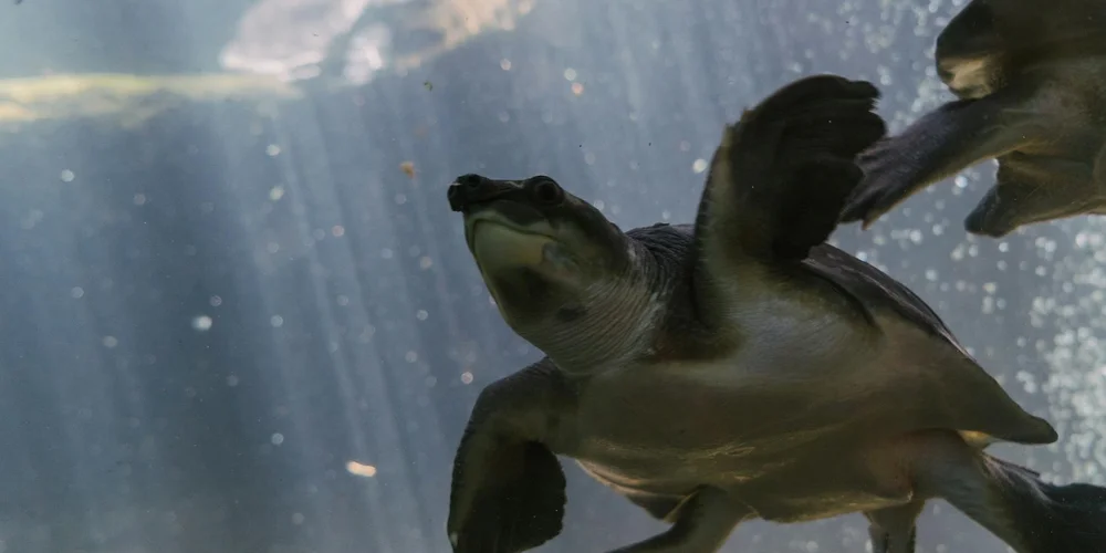 Underwater scene showing a green sea turtle swimming with its flippers extended; another turtle is faintly visible in the background.