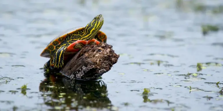 Painted turtle perched on a partially submerged log in a calm pond, displaying yellow-striped markings on its shell.