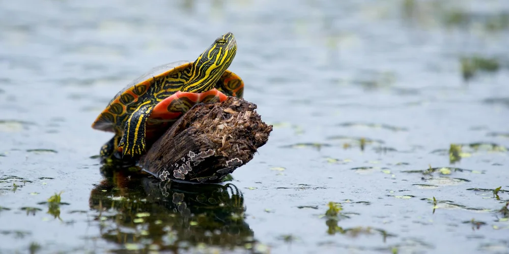 How Big Do Painted Turtles Get? (Full Size and Growth Chart)