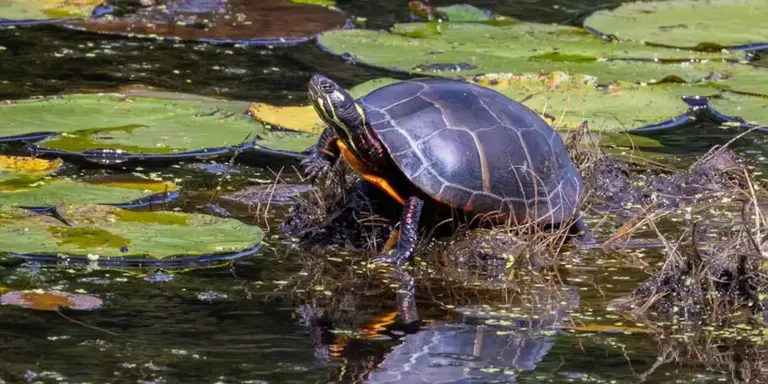 A painted turtle basking on a platform in a pond surrounded by lily pads, with sunlight highlighting the shell.