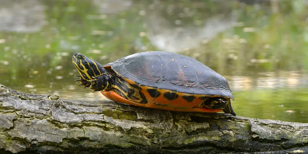 Painted turtle basking on a flat, sunlit log by a calm pond.