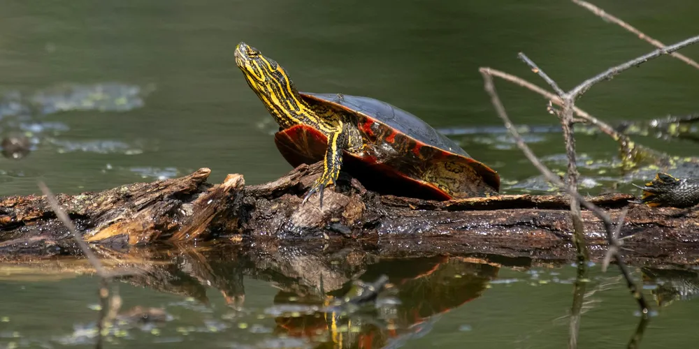 Painted turtle basking on a log in a pond, with yellow-striped head and red markings on its shell