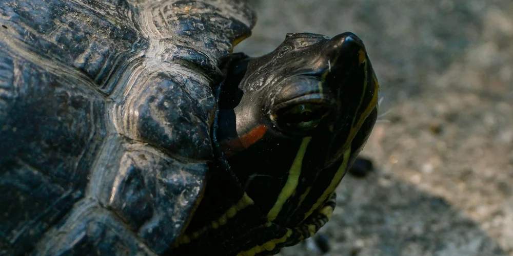 Close-up of a painted turtle basking on a rocky surface, showing dark shell with yellow stripe markings on the head.