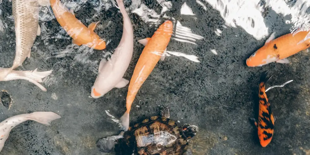 Colorful koi-like fish swimming in a dark aquarium.
