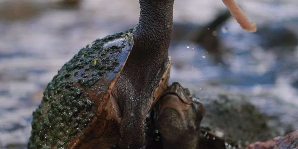 Close-up of a painted turtle by the water, showing textured skin and shell as part of brumation preparation in captivity.