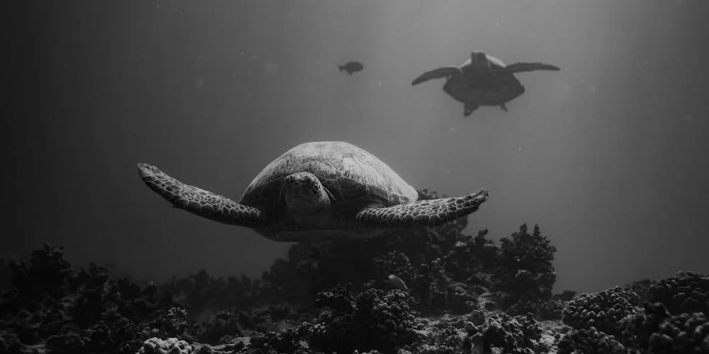 Underwater grayscale image of a painted turtle swimming with a smaller turtle visible in the background.