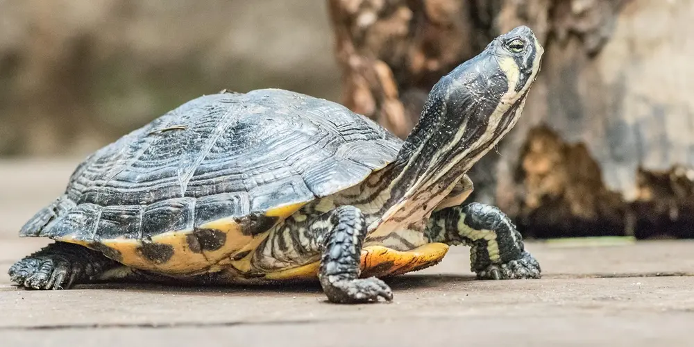 Painted Turtle Cost Guide: Initial Price and Ongoing Expenses
