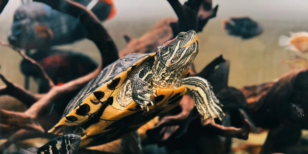 Close-up of a painted turtle in an aquarium, climbing on driftwood with aquatic plants in the background