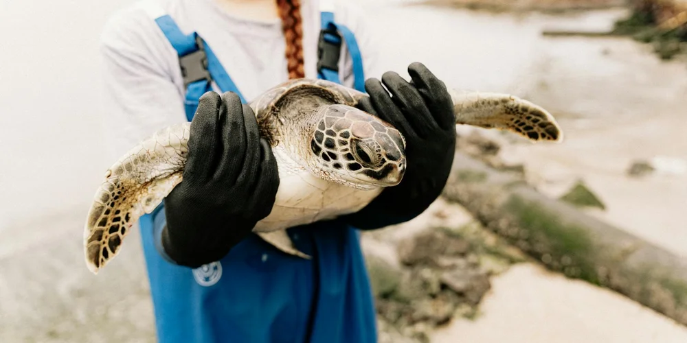 A researcher wearing blue overalls and black gloves holds a painted turtle over a sandy, rocky riverbank.