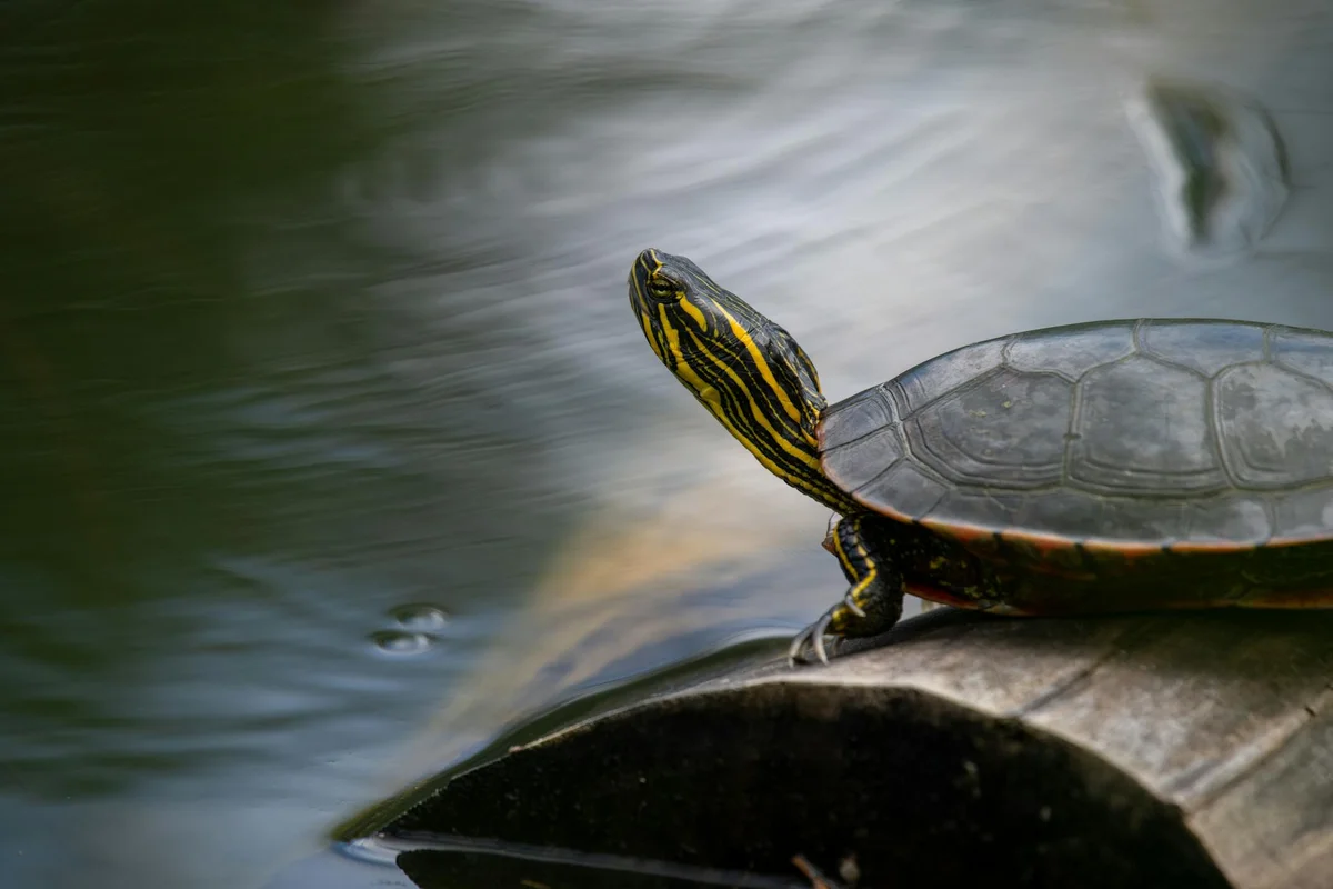 Smiling woman with a towel wrapped around her head, applying foamy face wash in a bathroom.
