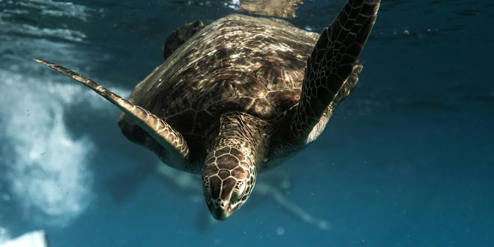 Underwater close-up of a painted turtle swimming toward the camera with a patterned shell.