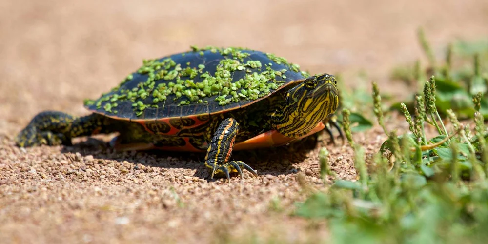 A painted turtle basking on a sandy surface with green algae-like patterns on its dark shell and small green plants nearby.