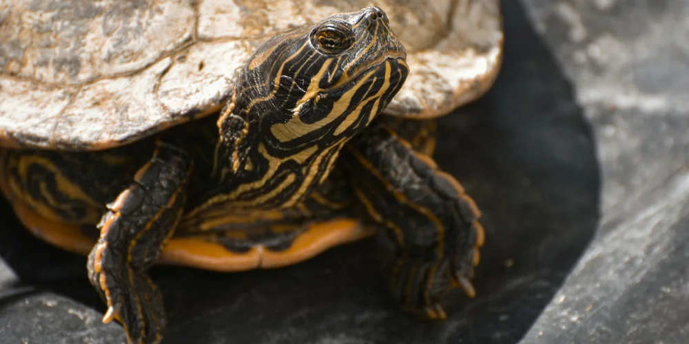 Close-up of a painted turtle with yellow stripes on a dark shell and head, perched on a rock.