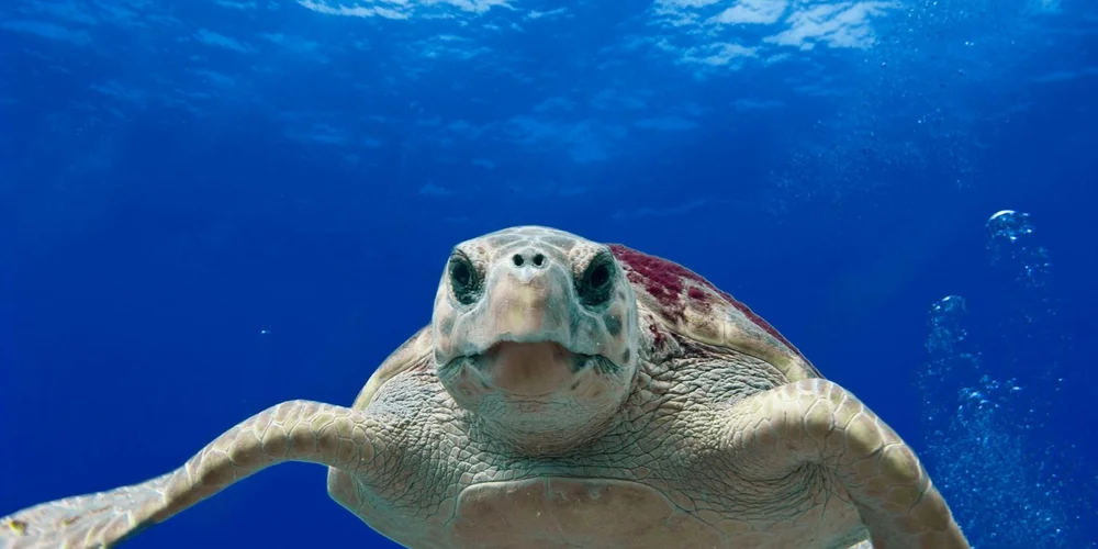 Close-up of a light-colored pet turtle underwater, facing the camera with its flippers extended.