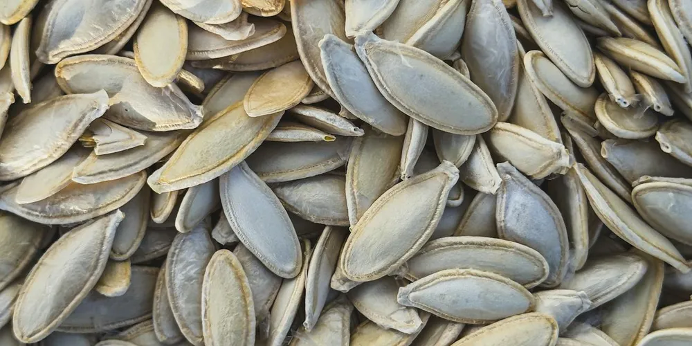 Close-up of a pile of seeds with shells, representing plant-based foods used for feeding some pet turtles