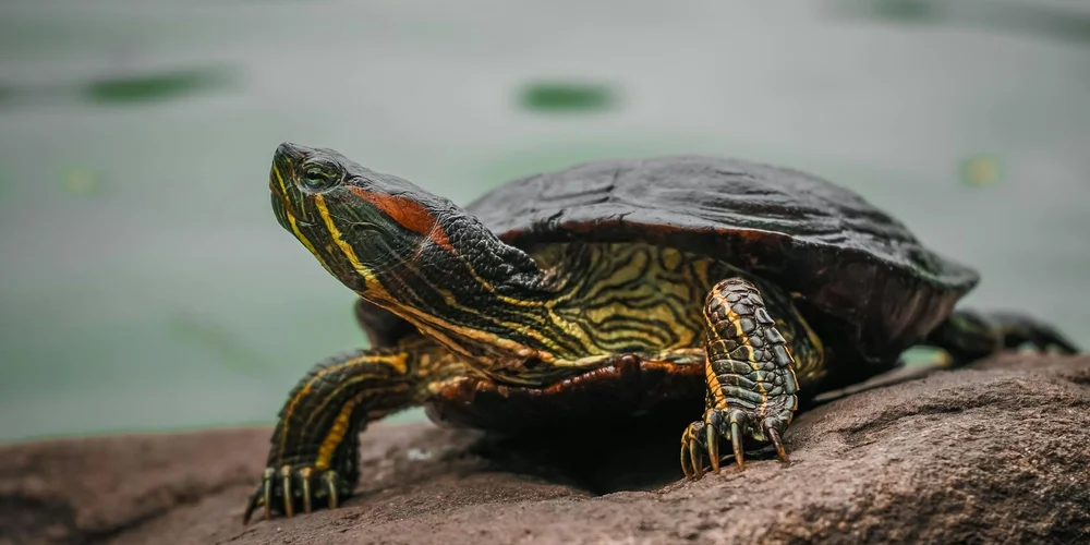 Close-up of a small pet turtle perched on a rock beside a calm body of water.