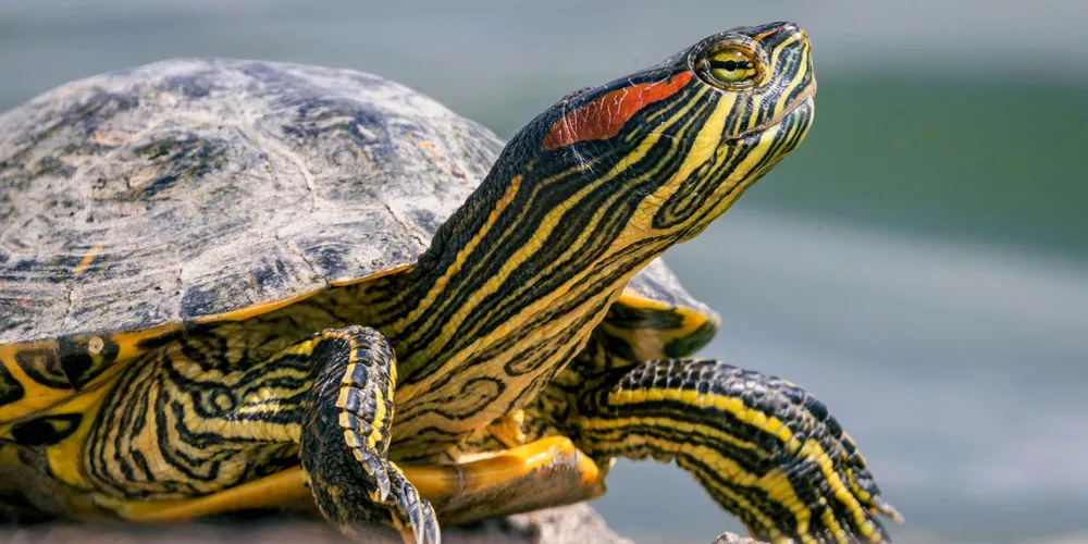 Colorful striped pet turtle basking on a rock with the water in the background.