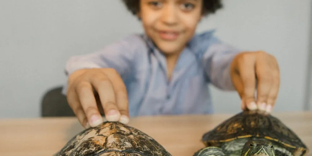 Person holding two small pet turtles on a table.