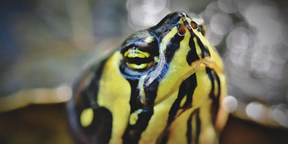 Close-up of a yellow and black striped water turtle facing upward
