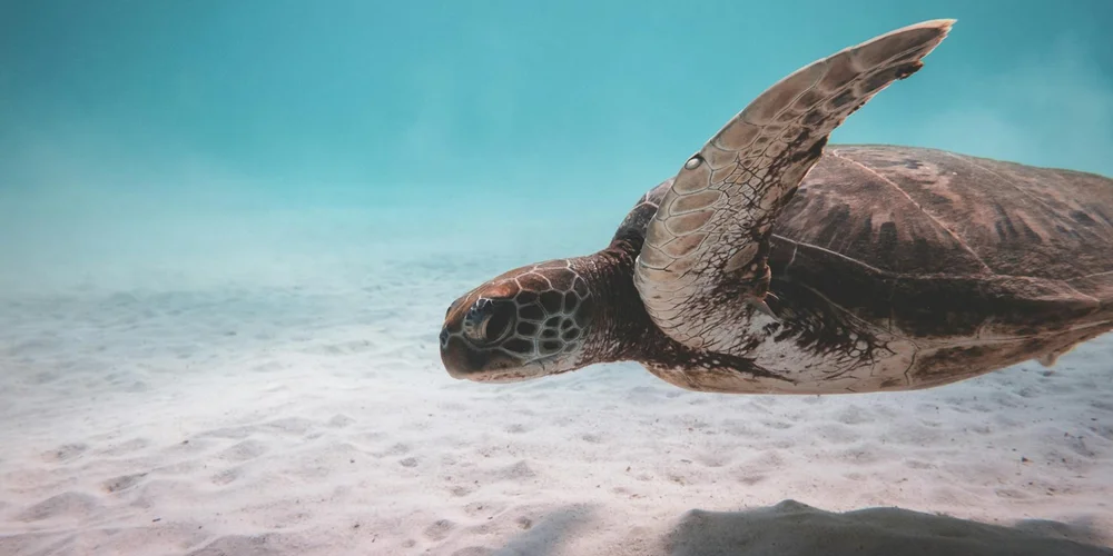 Sea turtle gliding through clear turquoise water above a sandy seabed.