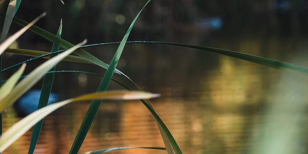 Close-up of green aquatic grasses along a blurred pond surface
