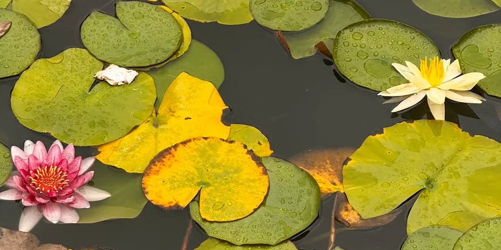 Floating pond scene with round green lily pads and blooming pink and white water lilies