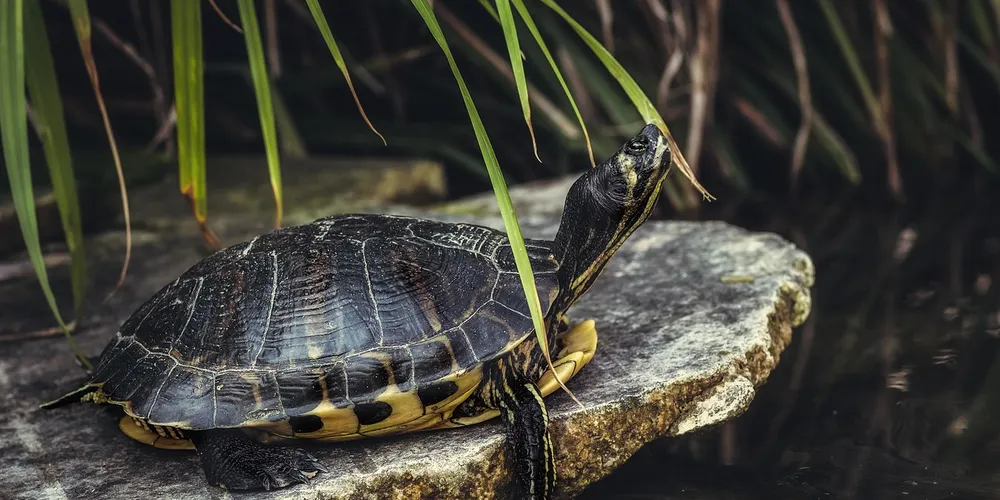 Freshwater pond turtle basking on a rock beside a pond with green plant fronds overhead.