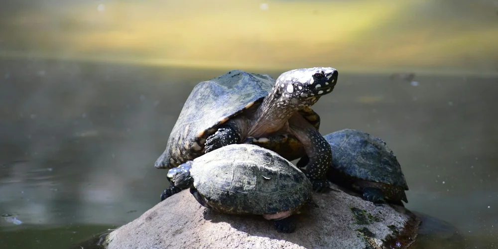 Two pet turtles perched on a rock in a calm pond, illustrating preparation for bringing a chelonian home.