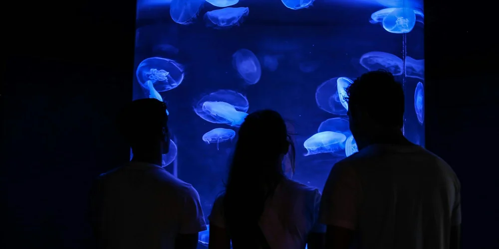 Three silhouetted figures stand in a dark room, watching a large blue-lit aquarium filled with jellyfish.