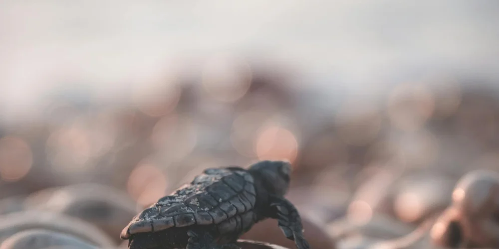 Close-up of a small turtle walking on a rocky surface with a blurred natural background.