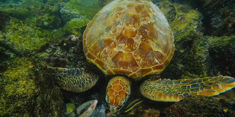 Sea turtle swimming underwater among rocks and green algae, illustrating regulatory permits for protected species.