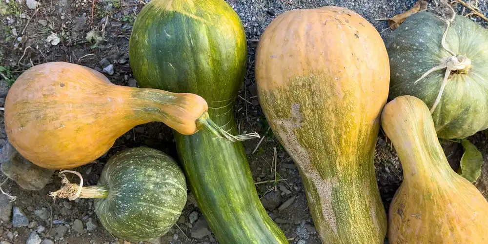 A variety of pumpkins and gourds lying on the ground