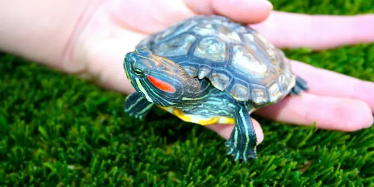 Close-up of a red-eared slider being gently held in a person's hands over green grass, highlighting potential bite risk during handling.