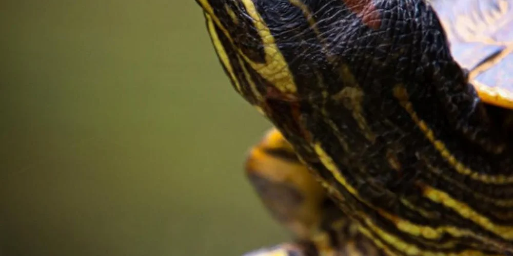 Close-up of a red-eared slider turtle's head and neck with bold yellow and black stripes, showing the distinctive pattern typical of the species.