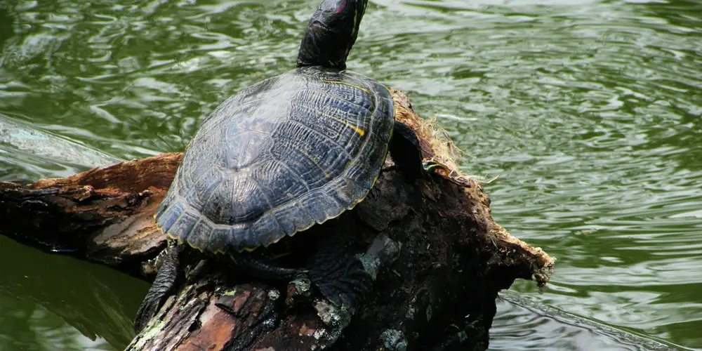 Red-eared slider turtle perched on a weathered log above a green pond