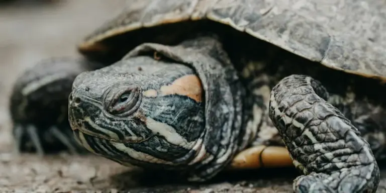 Close-up of a red-eared slider turtle with distinctive striped head patterns, resting on a natural surface.