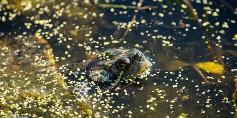 Close-up of a red-eared slider turtle's head peeking above the water, with small debris and bubbles on the surface.