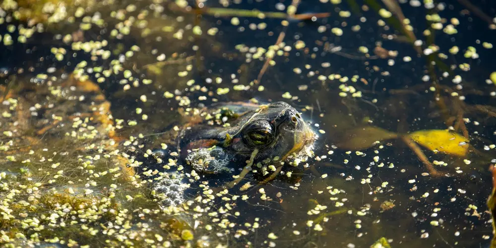What Do Red-Eared Slider Turtles Eat? A Complete Feeding Guide