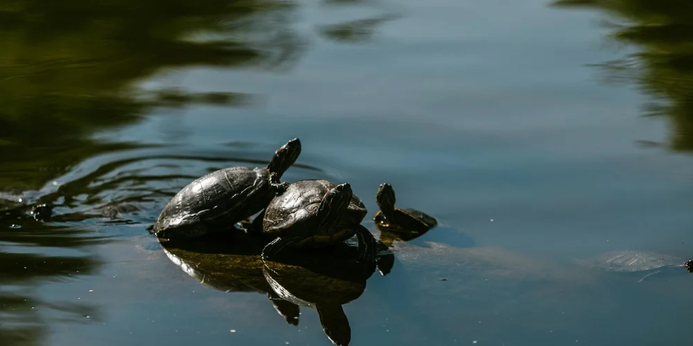 Two red-eared slider turtles basking on a partially submerged log above calm water