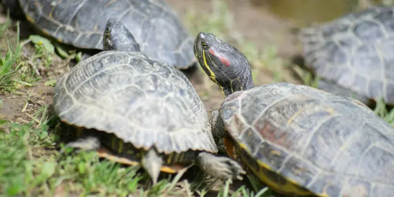 Several red-eared slider turtles basking on the ground with gray patterned shells and red markings near their ears.