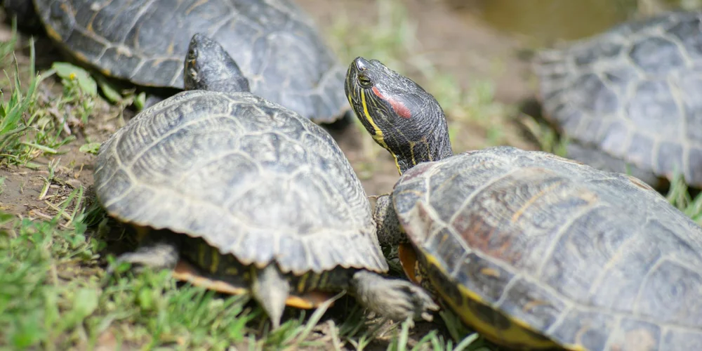 How Big Do Red-Eared Slider Turtles Get?