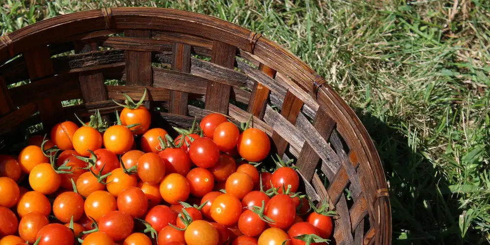 Basket of fresh cherry tomatoes resting on grass, illustrating an occasional treat option for red-eared slider turtles.